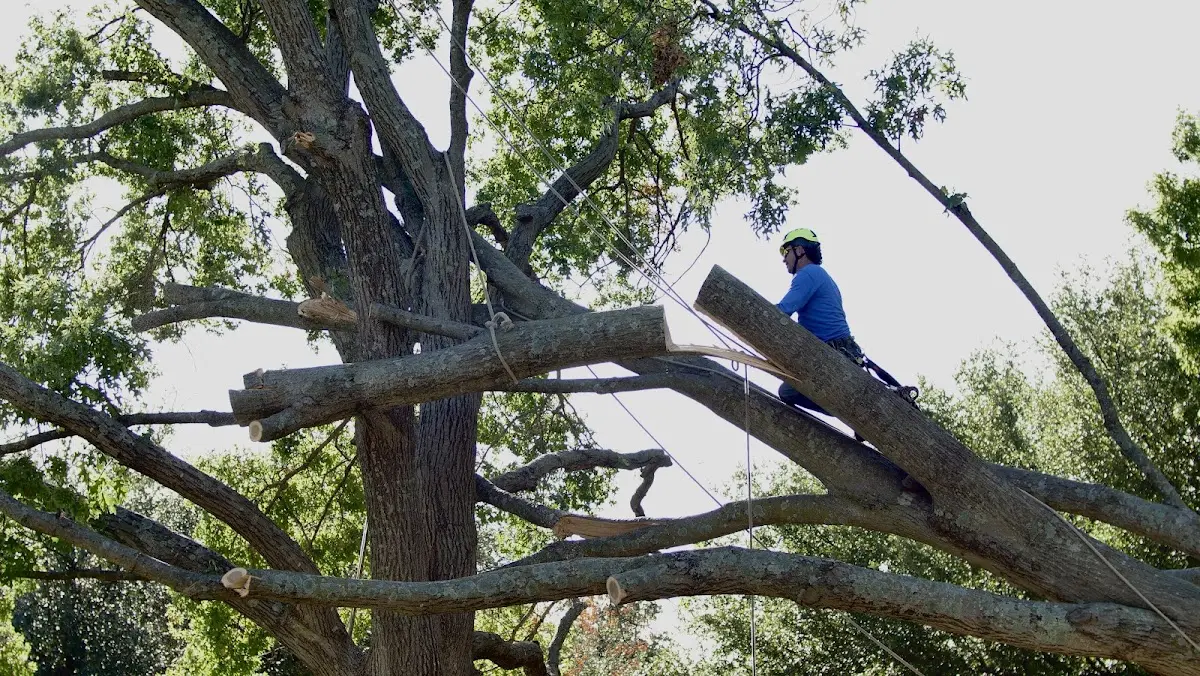 Professional Hazardous Tree Removal performed by certified arborists in Lacona
