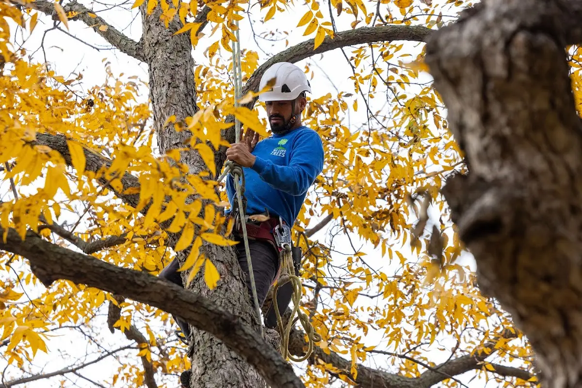 Skilled Tree Planing crew working in Lacona